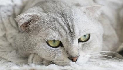 九游娱乐APP-利物浦客场挑战AC米兰，胜负谁能一雪前耻？，利物浦和ac米兰比分预测