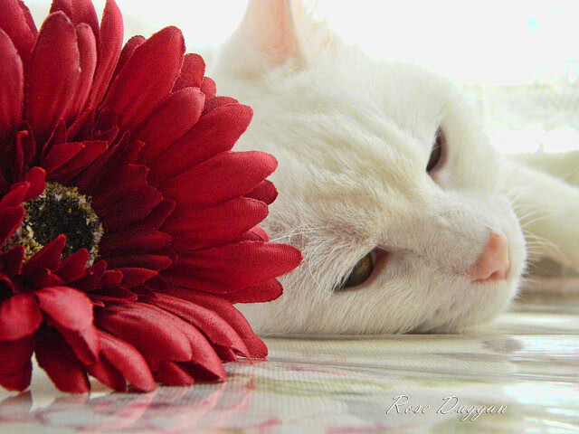 数字化青少年篮球赛事平台实现全国联网,提升精准对接能力,2021青少年篮球比赛