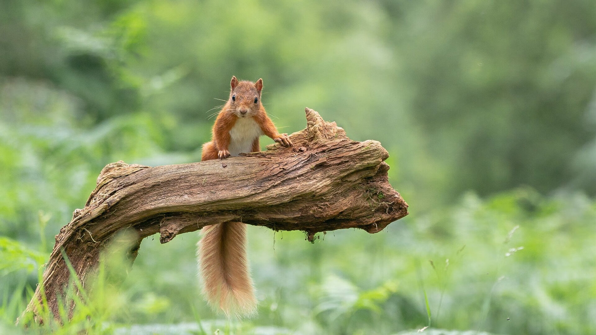 随机最激动人心的“决赛瞬间”，欧洲足球的巅峰之战，欧洲足球联赛冠军