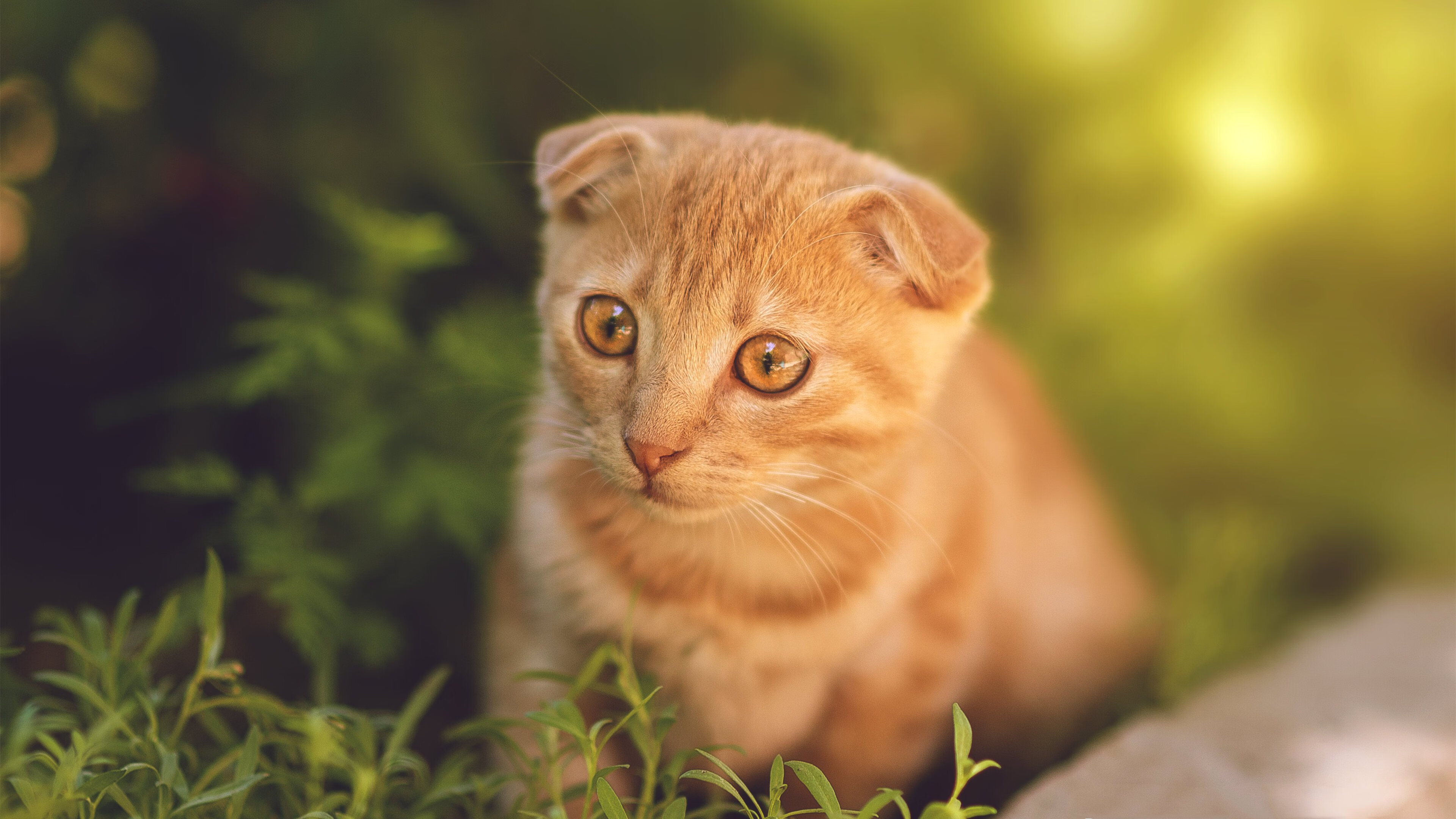 随机球场“铁血防线”：最难攻破的防守阵容盘点，铁血防守vs极致进攻