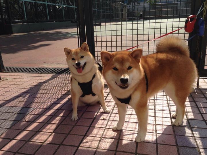 随机英雄联盟 赛季关键战役备受瞩目，英雄联盟赛季英雄