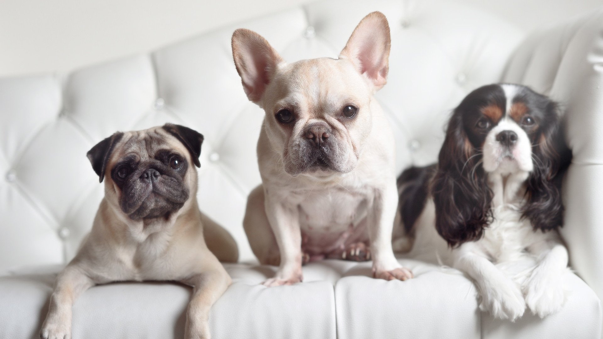 随机近期最火的季后赛明星，你支持谁？，季后赛夺冠热门