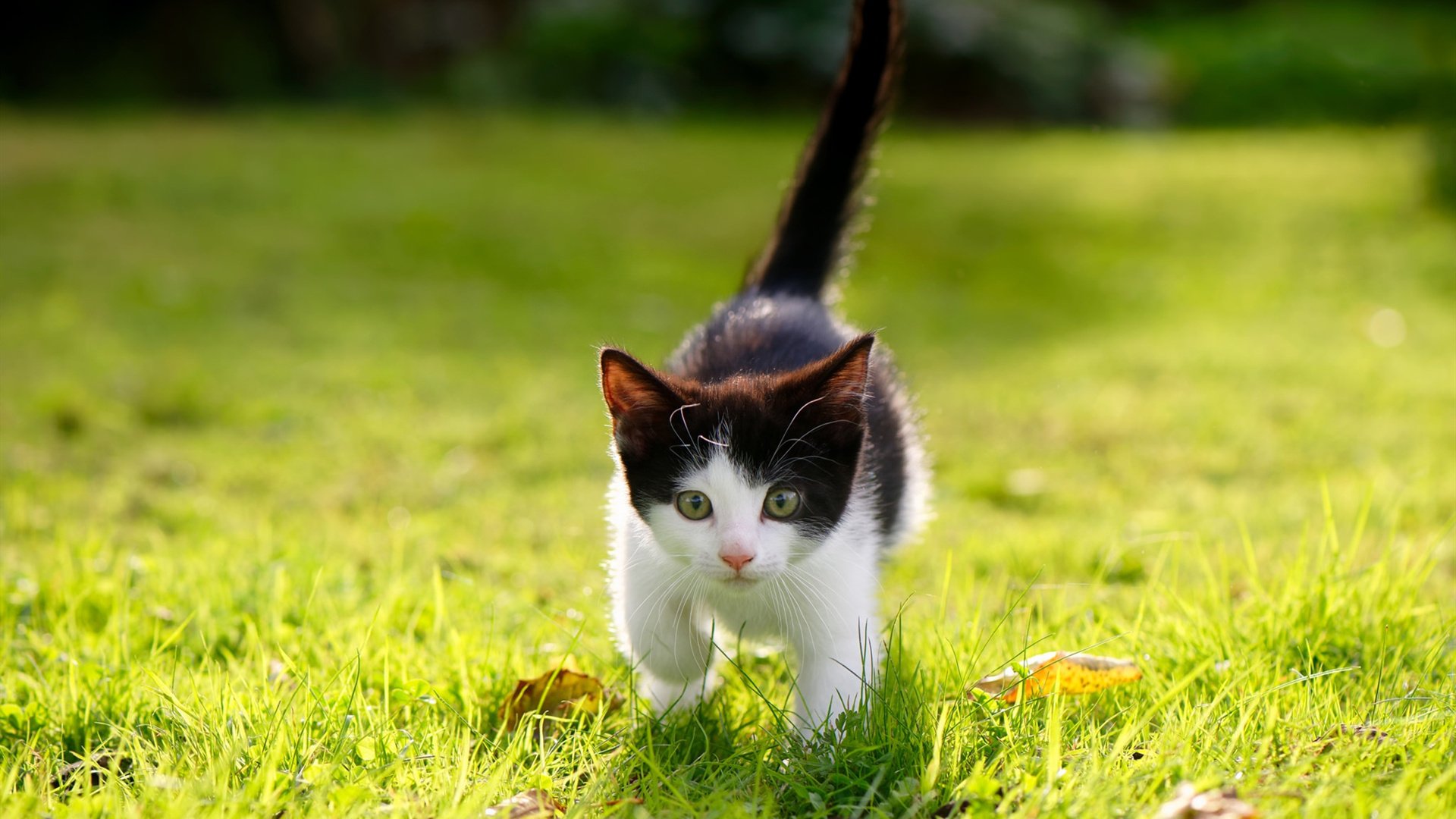 随机高额转会费背后：投资带来的回报？，转会费怎么算