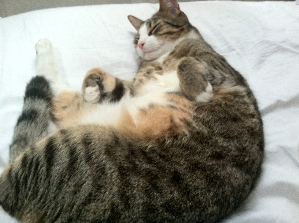 九游sports-他为何能在逆境中爆发，他为何能在逆境中爆发英语