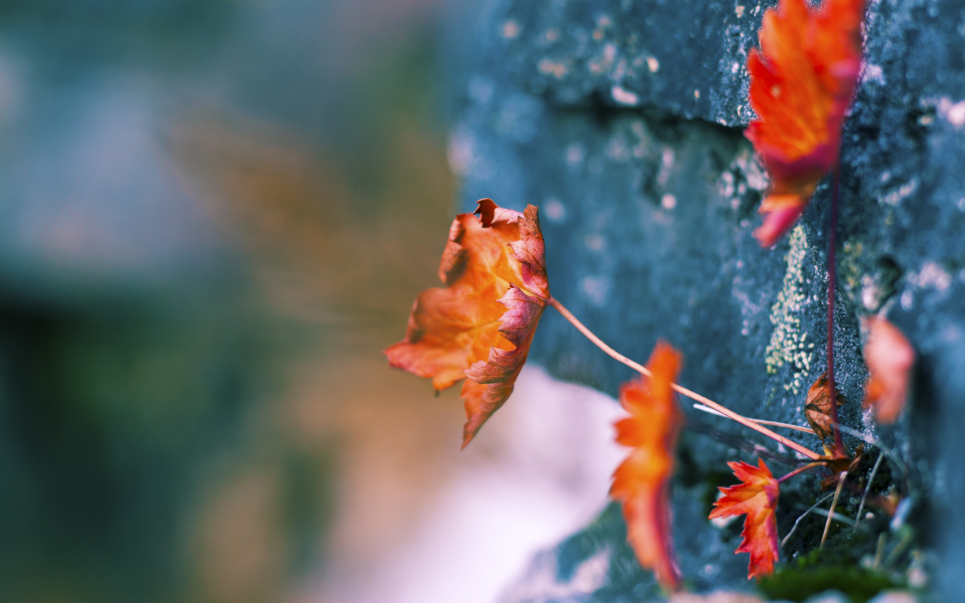 九游登录入口-列支敦士登主场告捷，跻身小组前列，列支敦士登照片