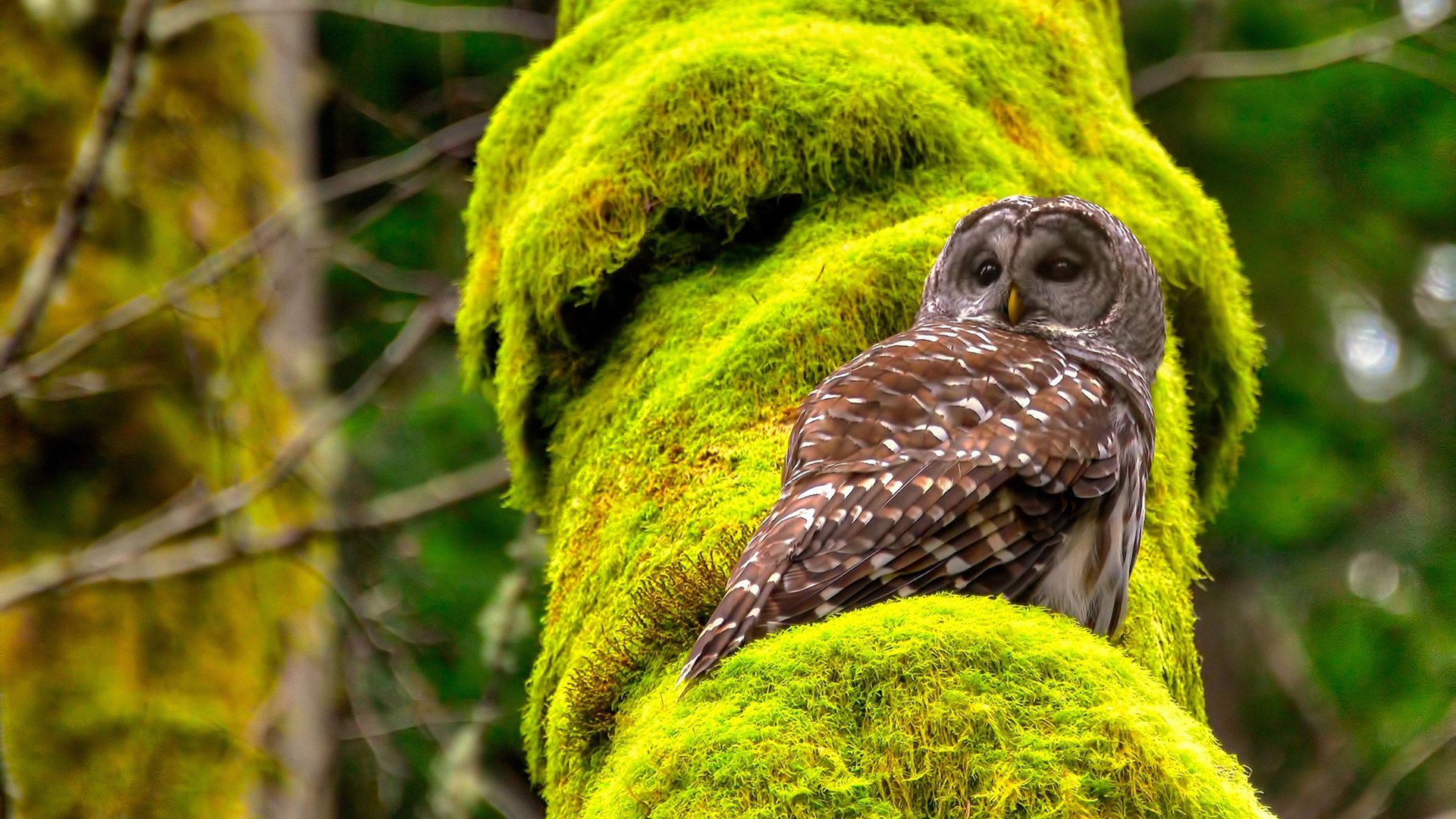 九游娱乐-新赛季揭幕！球队士气高涨迎接挑战，新赛季球队实力排名