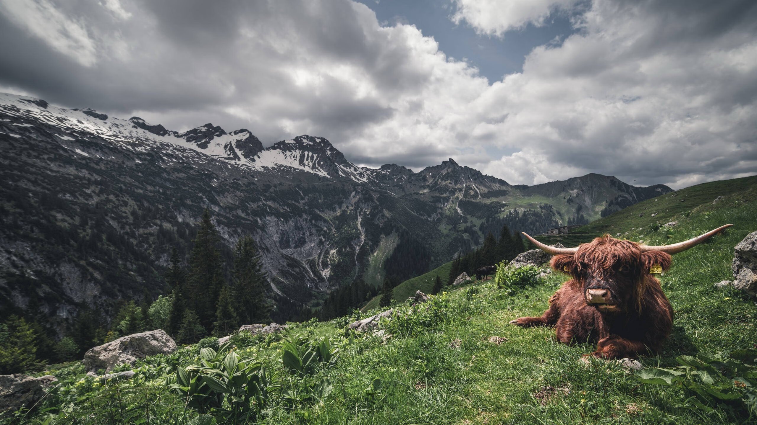 九游登录中心-横滨水手冲击J联赛冠军，横滨水手俱乐部