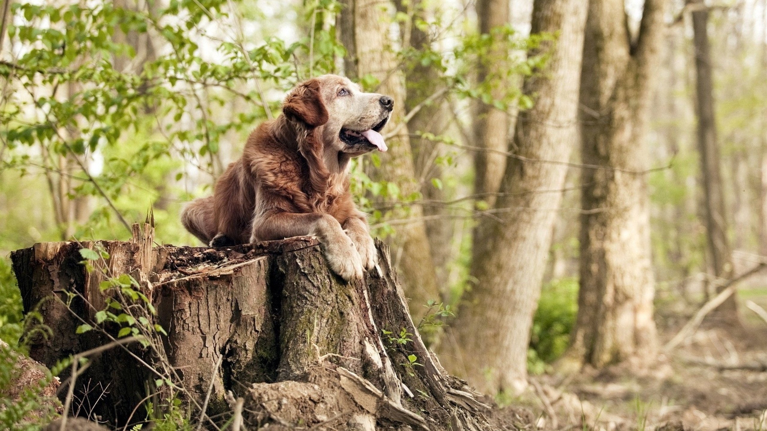 Jiuyou-美因茨遭遇败仗，德甲保级形势不容乐观，美因茨换主教练了吗