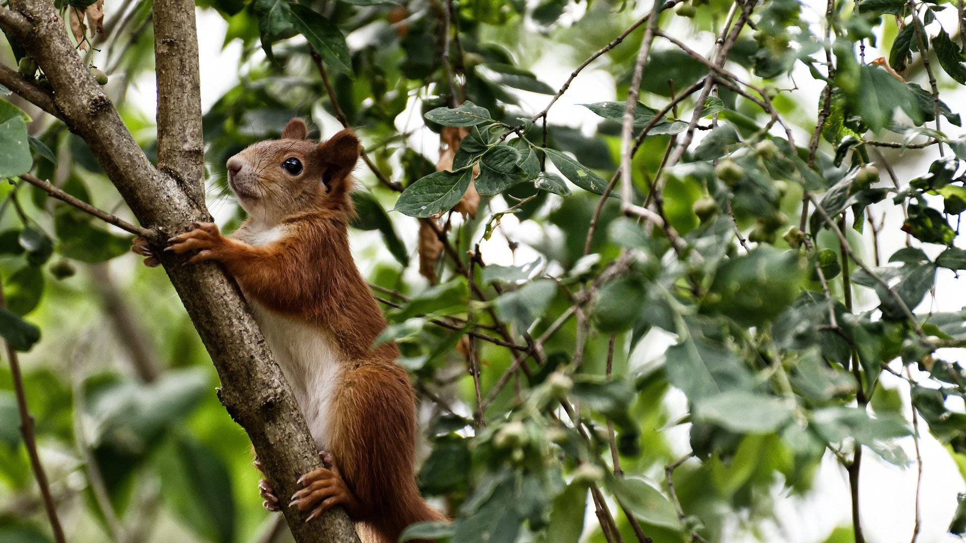 九游娱乐-五大联赛中锋的角色是否已经发生本质变化，五大中锋nba