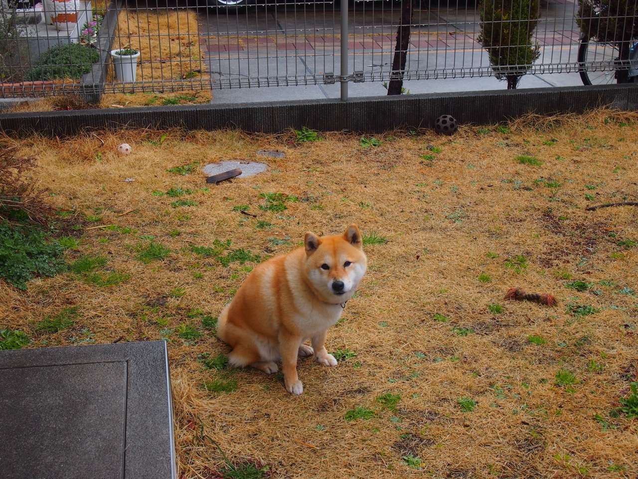 九游网页版入口-“华金·托比利亚的战术领悟力与反击技巧，为阿根廷美洲狮队提供巨大战术空间”