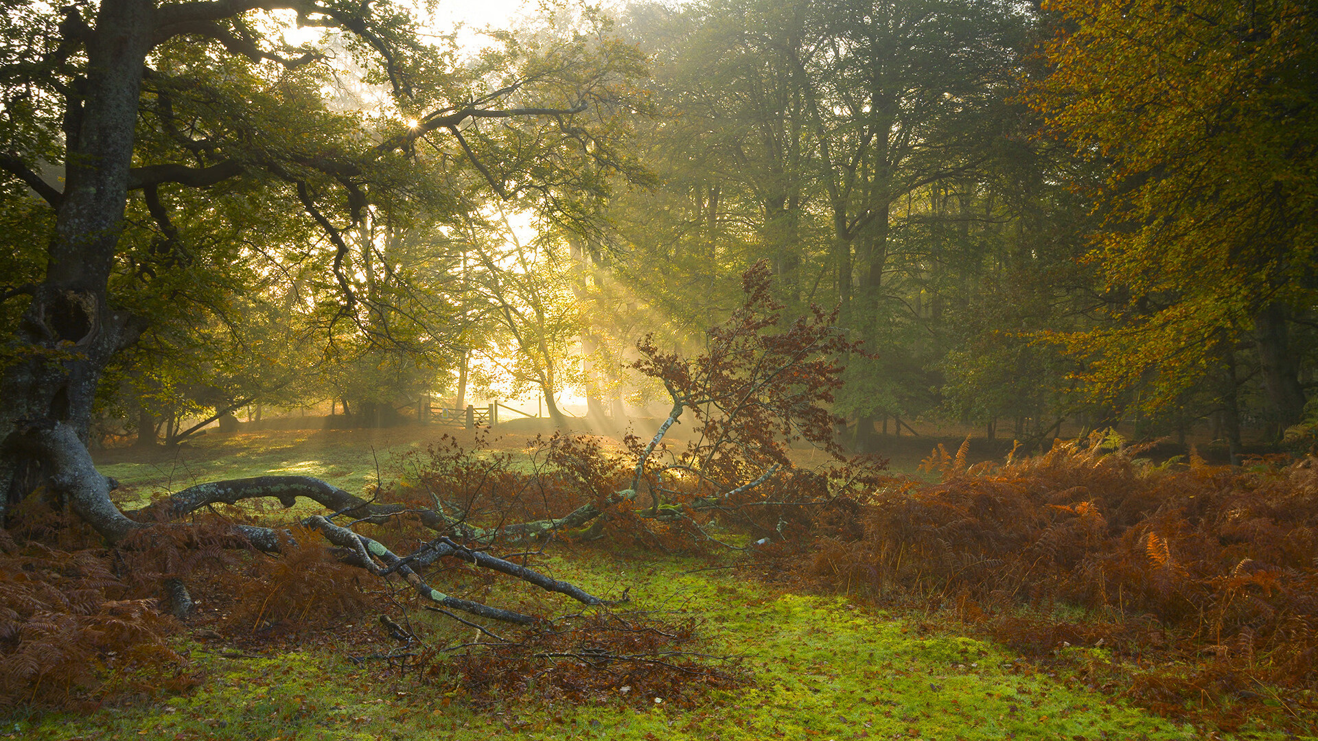 JiuyouAPP下载-欧洲贵族杯激烈角逐，豪门劲旅誓夺冠军，欧洲贵族1400-1800